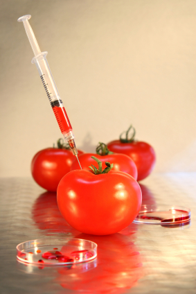tomato science